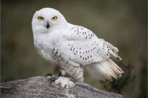 Funny or Inspirational Owl Names
