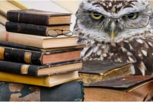 Discovering The Smartest Animal In The World blog image