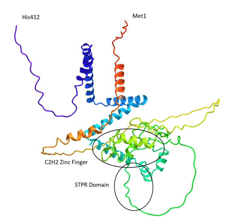 Predicted protein structure rendered as coloured ribbons and coils with helices and domains labelled