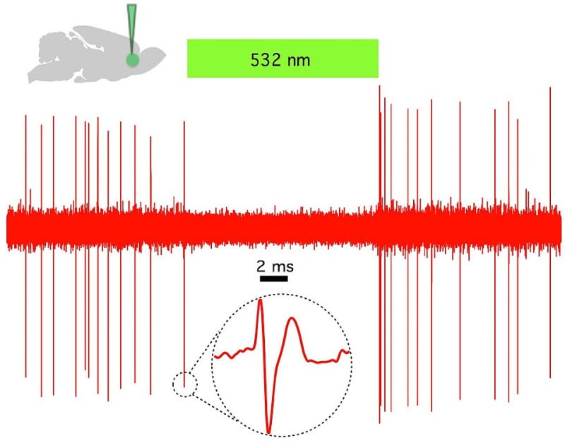 Scientific figure showing a mouse, a green 532-nanometre light bar, and a red electrophysiology trace in which neuron firing stops while the light is on