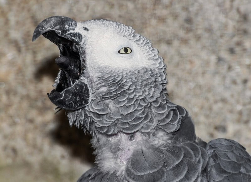 Close-up of an African grey parrot with its dark beak open, showing grey scalloped feathers and the pale patch around its eye