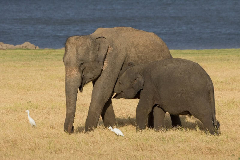 An adult Asian elephant standing on dry yellow grassland in Sri Lanka with a small calf suckling beneath her, water behind them