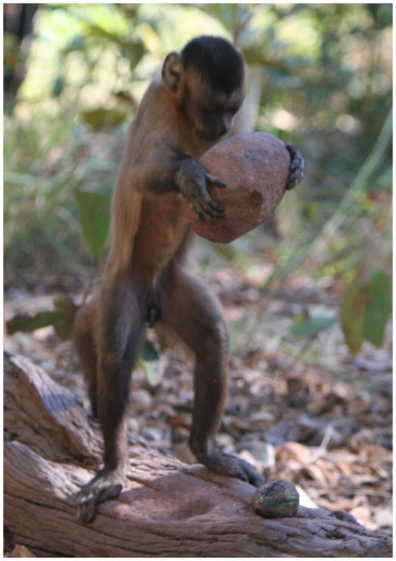 A bearded capuchin monkey standing upright on a rock, lifting a large stone with both hands above a nut on a stone anvil