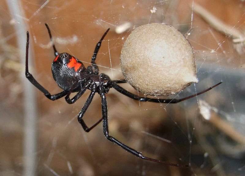 A black widow spider hanging in its web beside a round pale egg sac