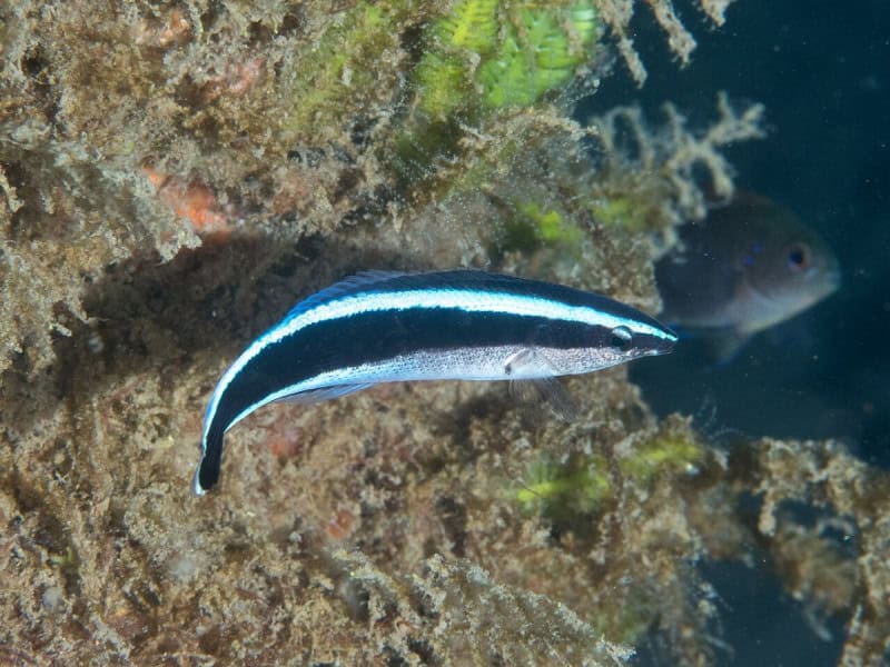 A slim bluestreak cleaner wrasse with a black stripe along its body and a blue back, swimming beside coral