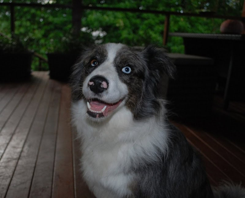 A black and white border collie with one blue eye and one brown eye, sitting and looking straight at the camera