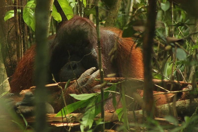 A Bornean orangutan with long reddish hair partly hidden by green leaves in a Kalimantan forest