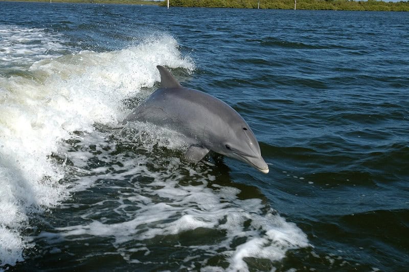 A bottlenose dolphin leaping clear of the water beside the white wake of a boat