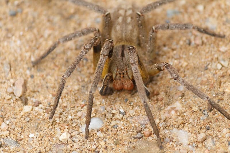 A Brazilian wandering spider seen head-on, resting on sandy ground