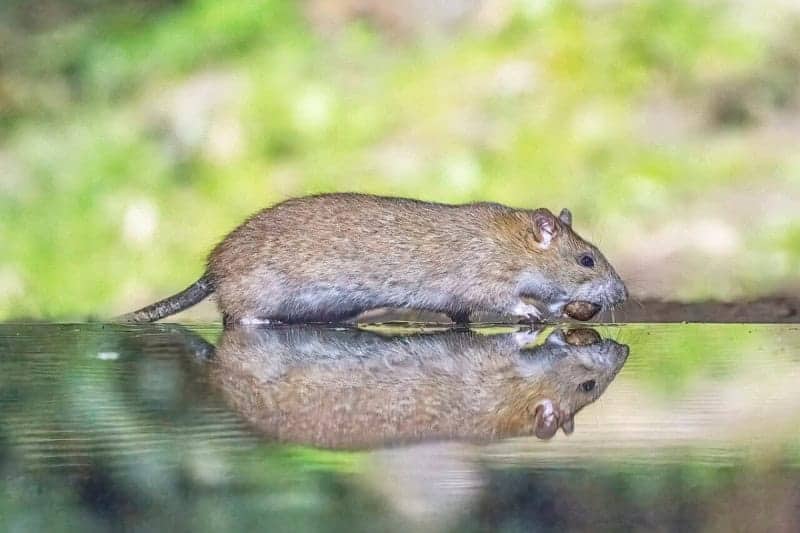 A brown rat at the edge of still water, its body and whiskers reflected on the surface