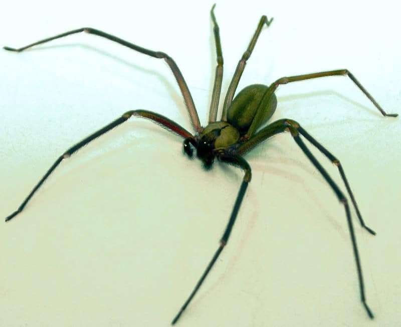 A brown recluse spider with long slender legs on a pale surface, photographed from above