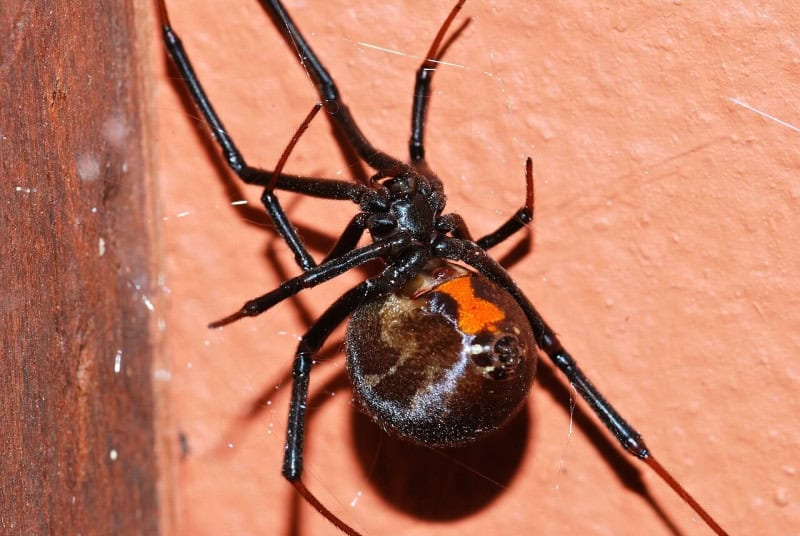 A brown widow spider hanging upside down showing the orange hourglass mark on its underside