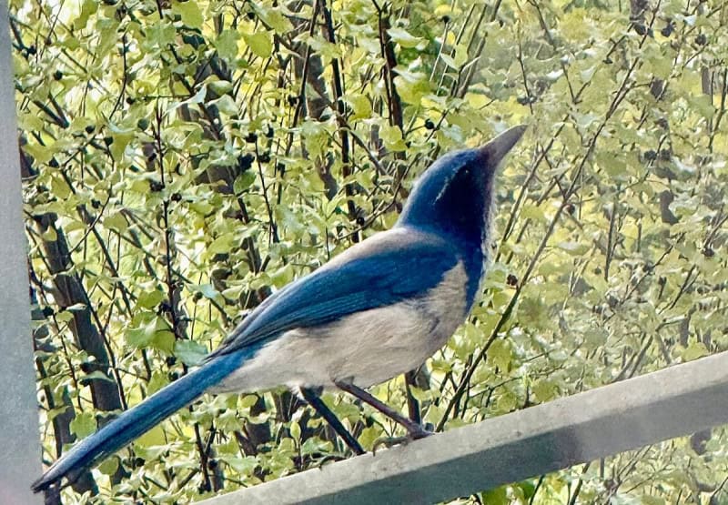 A blue and grey California scrub-jay perched on a fence rail in front of bright green leaves