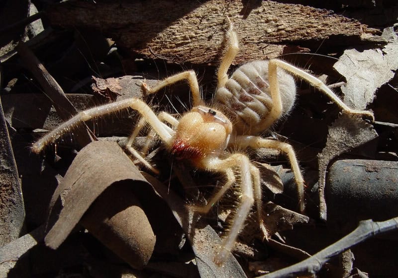 A pale camel spider (Galeodes), a solifuge with large jaws, on dark ground