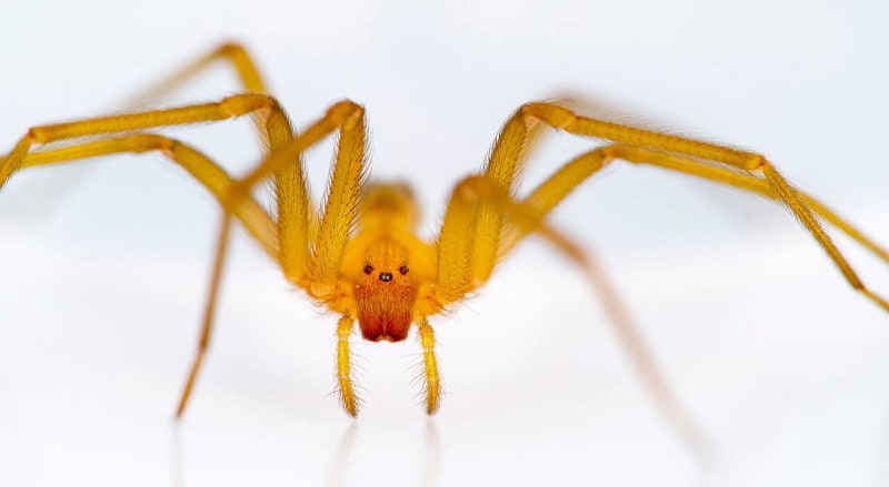 A pale yellow-brown Chilean recluse spider photographed against white