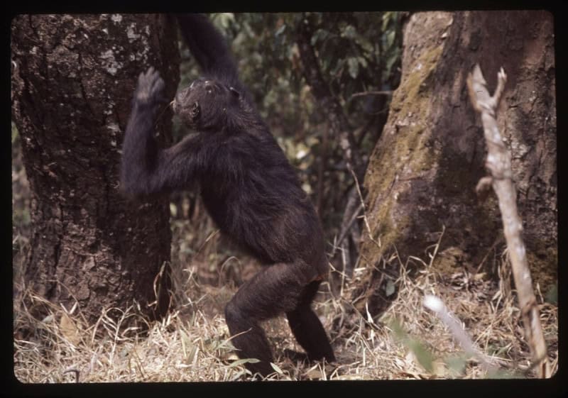 A chimpanzee standing upright at the base of a tree trunk with one arm raised, in a 1976 colour slide