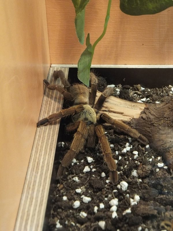 A large brown Chinese bird spider tarantula on gravel in a display enclosure