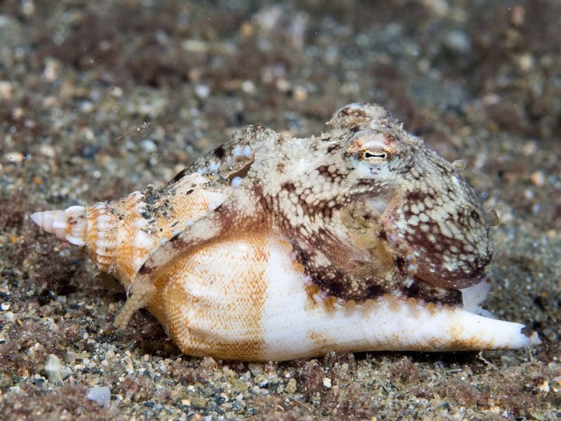 A mottled brown coconut octopus wrapped around a striped seashell on a sandy seabed