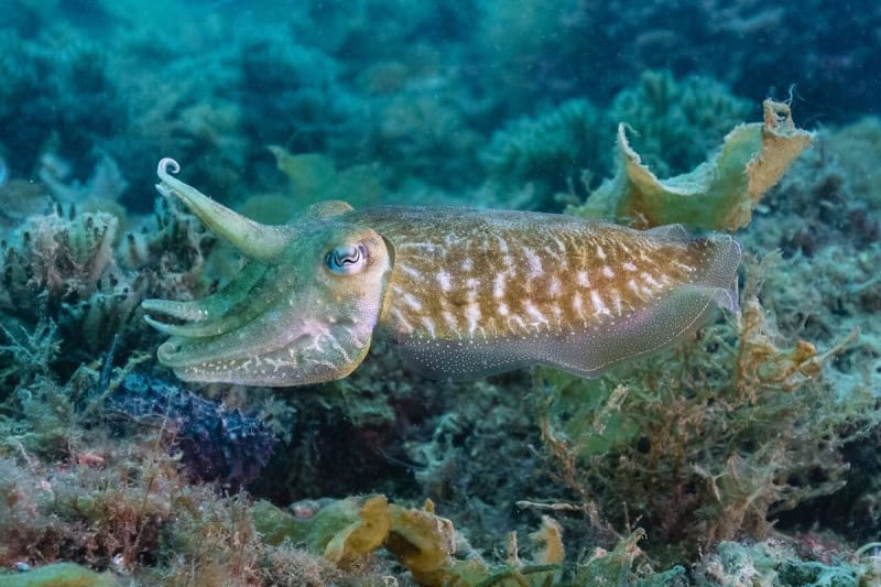 A common cuttlefish hovering above a rocky seabed off Portugal with its arms held forward and its fin rippling