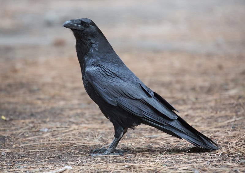 A common raven standing in profile on bare gravelly ground in Yosemite, its black plumage catching the light