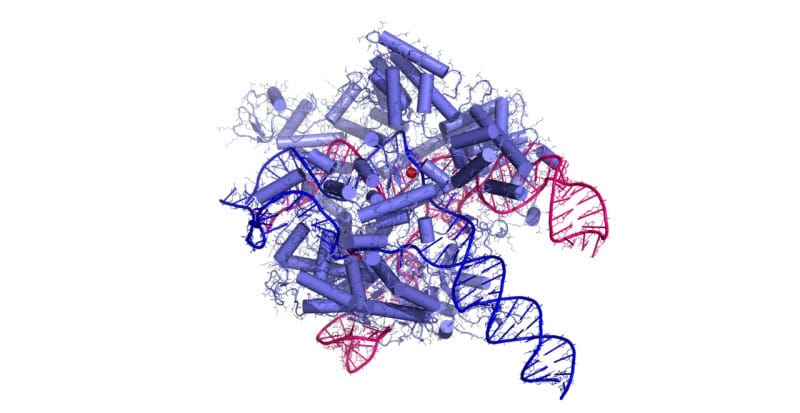 A molecular model of the Cas9 protein bound to guide RNA and DNA, drawn as coloured ribbons