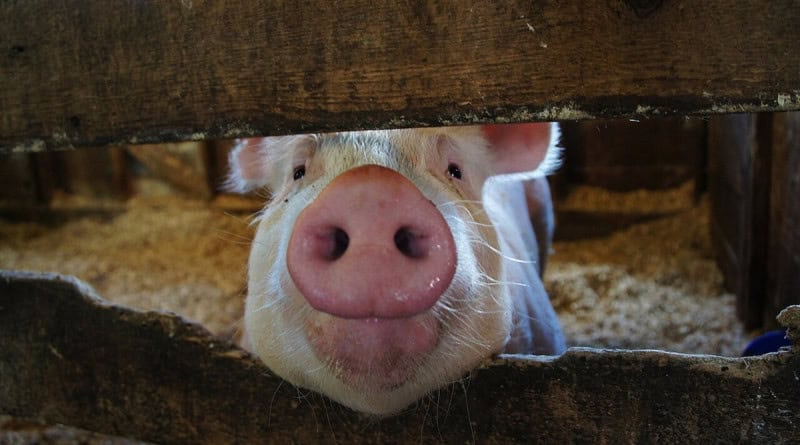 A pink-snouted farm pig looking out between the wooden slats of a pen