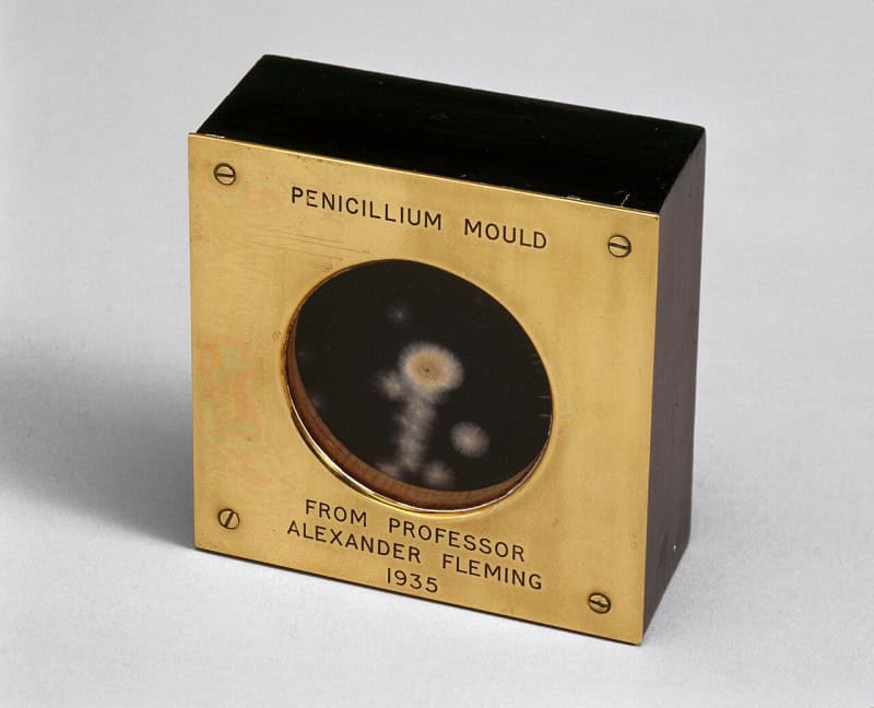A sample of penicillin mould in a small framed case, presented by Alexander Fleming in 1935