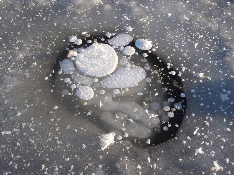 White discs of frozen methane gas in a dark patch of lake ice, seen from directly above and ringed by snow