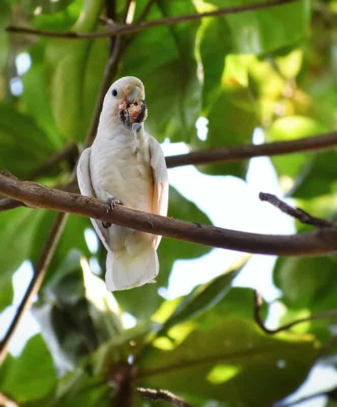 A white Goffin's cockatoo perched on a thin branch among broad green leaves, looking towards the camera