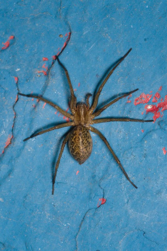A female hobo spider photographed from above on a blue surface