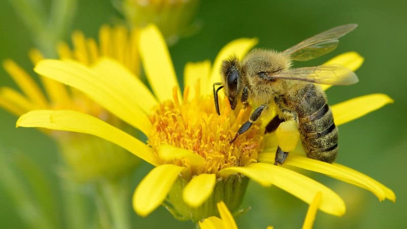 A honey bee gathering nectar from the centre of a yellow daisy-like flower
