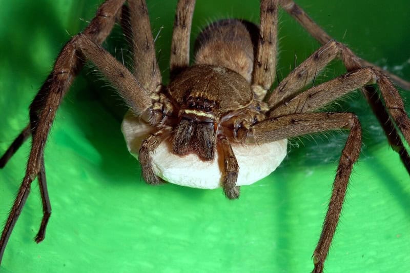 A brown huntsman spider carrying a large white egg sac beneath its body on a green surface