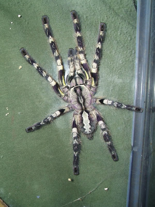 An adult female Indian ornamental tarantula with grey and white patterned legs