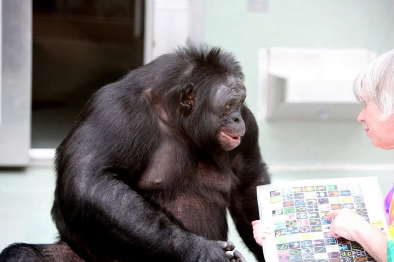 Kanzi the bonobo seated indoors, touching a board of printed lexigram symbols while a researcher leans in beside him