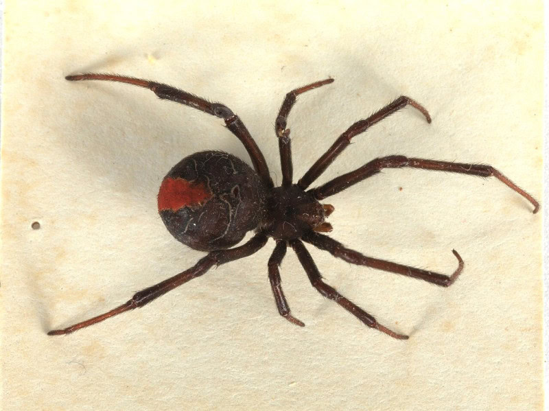 A female katipo spider specimen, black with a red stripe down its back