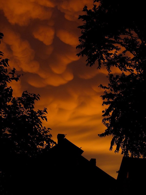 Dozens of smooth rounded pouches hanging from the underside of a storm cloud lit orange, framed by heavy dark foliage on both sides