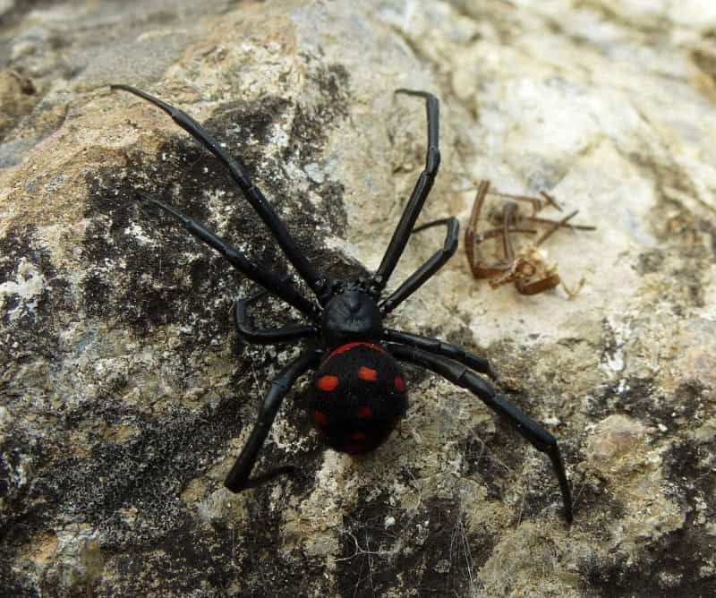 A female Mediterranean black widow, black with red spots along its abdomen, on a rock
