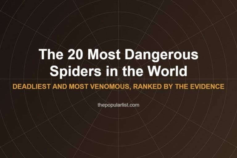 Title card reading The 20 Most Dangerous Spiders in the World, deadliest and most venomous, ranked by the evidence, over a web pattern