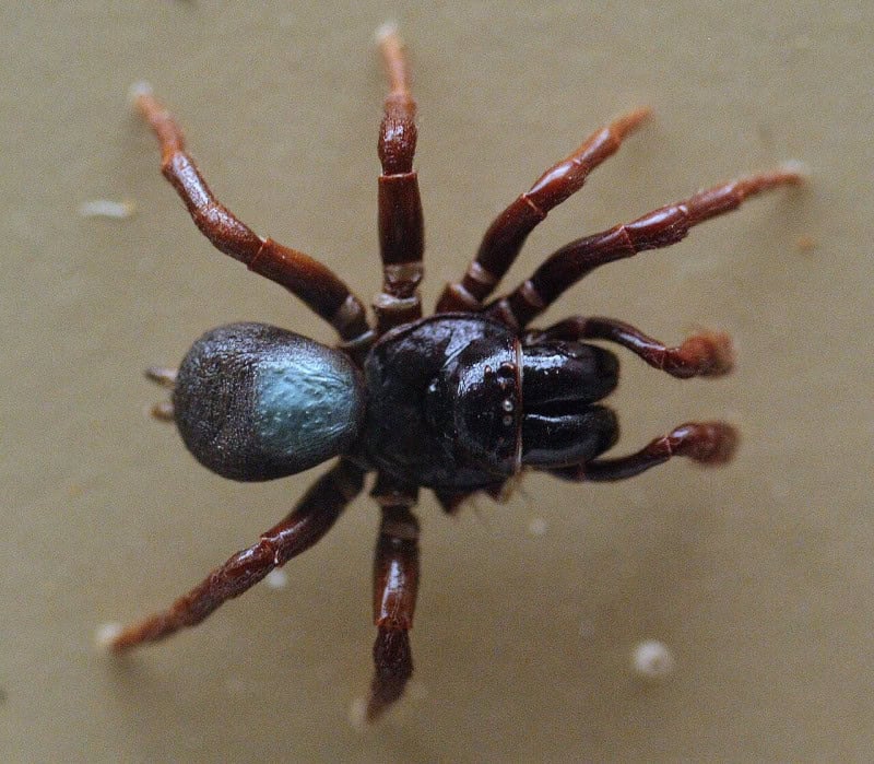 A mouse spider specimen with a glossy blue-black body and thick legs in the Australian Museum spider display