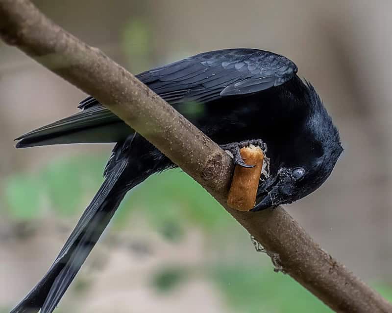 A glossy black New Caledonian crow perched on a branch, holding an item in its bill, against soft green foliage