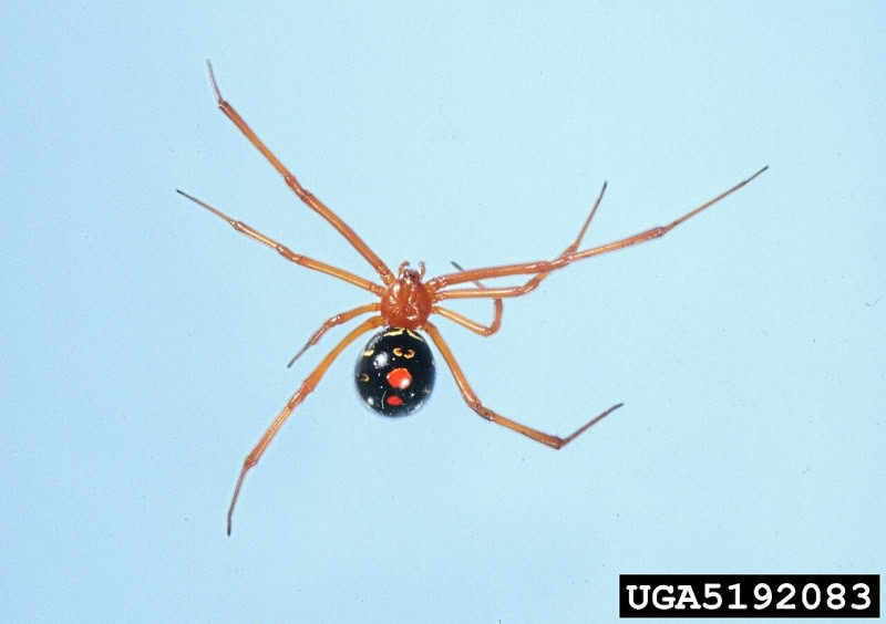 A red widow spider with red legs and a dark abdomen against the sky