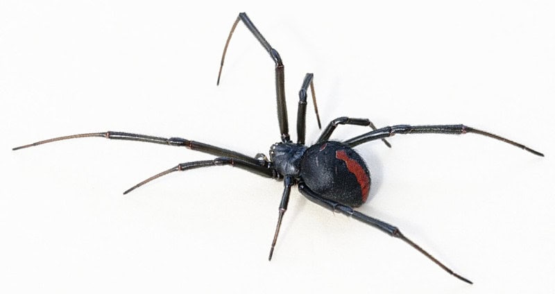 A female redback spider, black with the red stripe on the back of the abdomen, against a white background