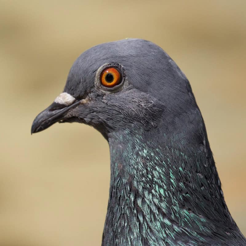 Head-and-neck portrait of a rock pigeon with a bright orange eye and iridescent green and purple neck feathers