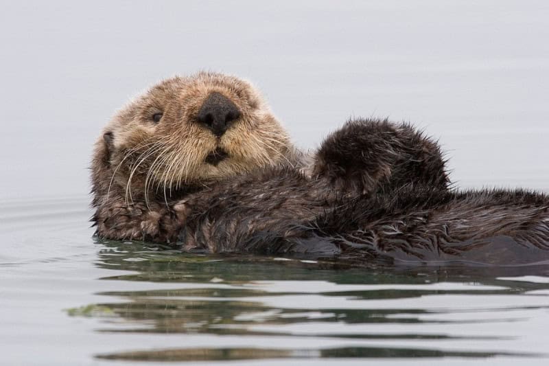 A sea otter floating on its back in calm grey water at Morro Bay, forepaws resting on its chest