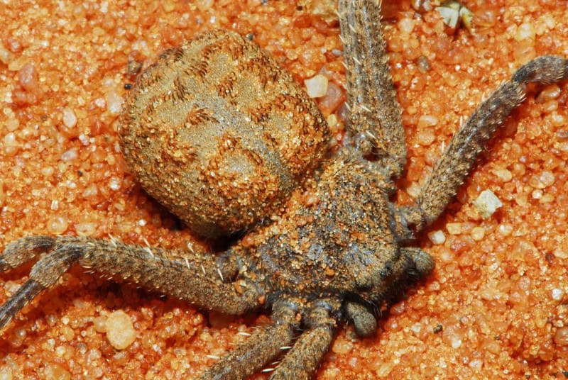 A six-eyed sand spider, flattened and sand-coloured, on red Kalahari sand