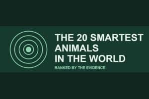 Title card reading The 20 Smartest Animals in the World, ranked by the evidence, with a concentric-circle motif