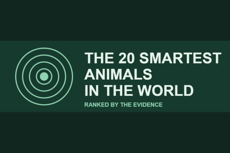 Title card reading The 20 Smartest Animals in the World, ranked by the evidence, with a concentric-circle motif