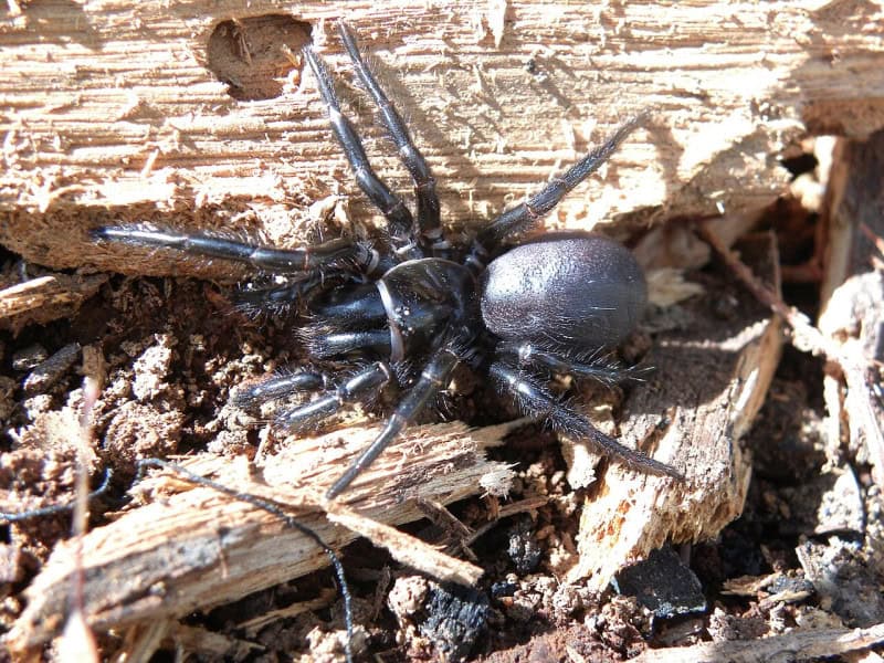 A black southern tree funnel-web spider on bark