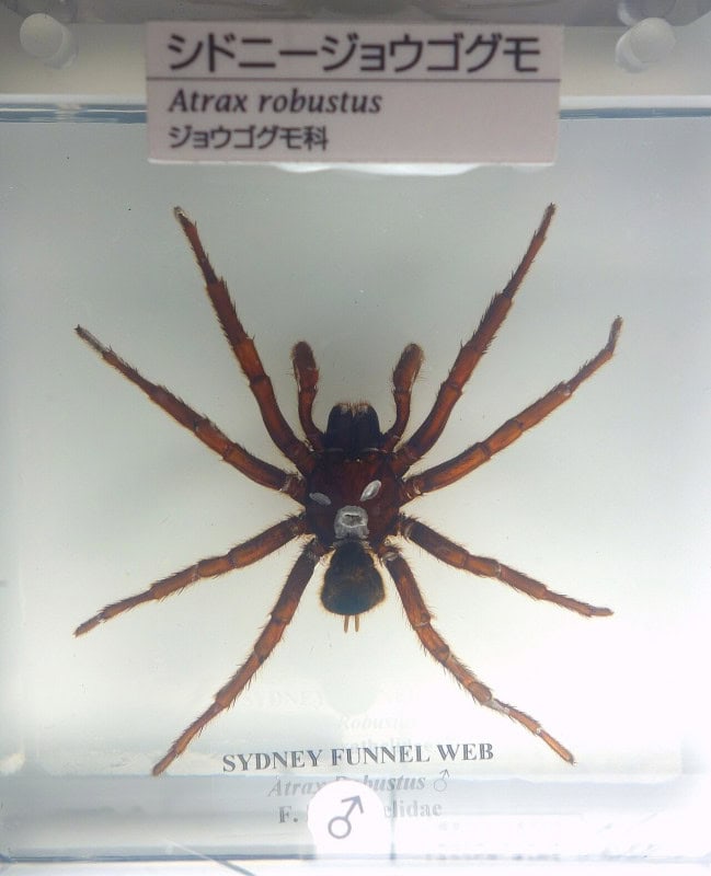 A Sydney funnel-web spider specimen, glossy black-brown with a large bulbous body, displayed in a museum case