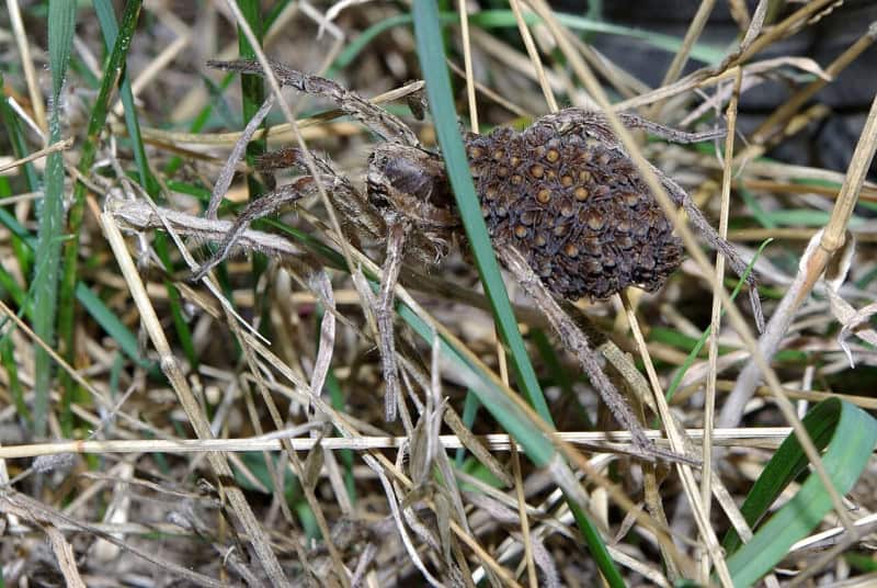 A tarantula wolf spider in grass carrying its spiderlings on its abdomen